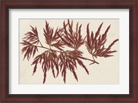 Framed Japanese Maple Leaves IV
