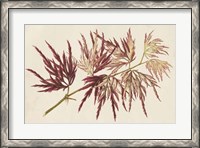 Framed Japanese Maple Leaves V