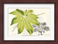 Framed Fern Leaf Foliage I