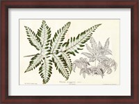 Framed Fern Leaf Foliage II