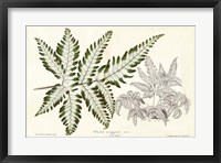 Framed Fern Leaf Foliage II