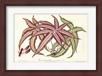 Framed Fern Leaf Foliage III