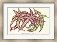 Framed Fern Leaf Foliage III