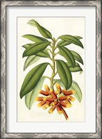 Framed Tropical Rhododendron I
