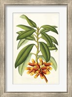 Framed Tropical Rhododendron I