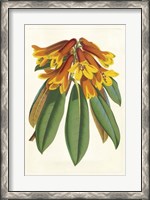 Framed Tropical Rhododendron II