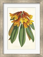 Framed Tropical Rhododendron II