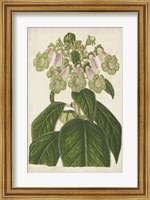 Framed Foxglove Botanical