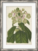 Framed Foxglove Botanical
