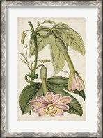 Framed Passion Flower Botanical