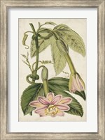 Framed Passion Flower Botanical