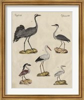 Framed Heron Classification I
