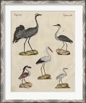 Framed Heron Classification I