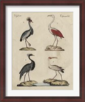 Framed Heron Classification II