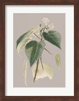 Framed Botanical Cabinet II