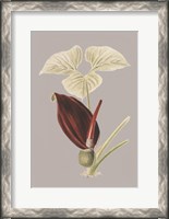 Framed Botanical Cabinet VIII