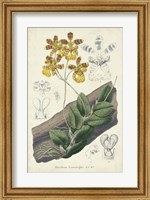 Framed Orchid Delight I