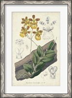 Framed Orchid Delight I