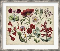 Framed Antique Botanical Chart I