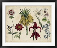 Framed Antique Botanical Chart III