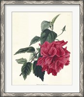 Framed Rose Hibiscus I