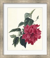 Framed Rose Hibiscus I