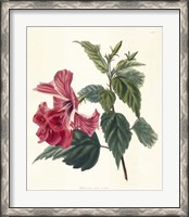 Framed Rose Hibiscus II