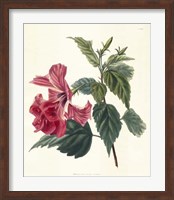 Framed Rose Hibiscus II