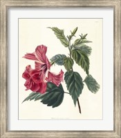 Framed Rose Hibiscus II