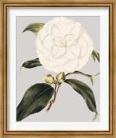 Framed Camellia Japonica I