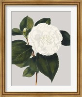 Framed Camellia Japonica II