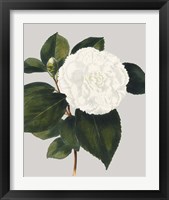 Framed Camellia Japonica II