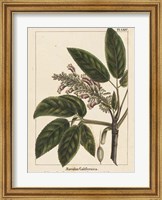 Framed California Horse Chestnut