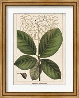 Framed Large Leaved Cotinus