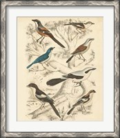 Framed Avian Habitat V