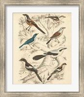Framed Avian Habitat V