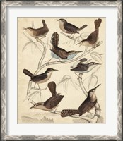 Framed Avian Habitat VI