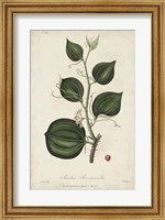Framed Medicinal Botany I