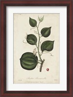 Framed Medicinal Botany I