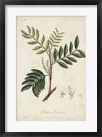 Framed Medicinal Botany II