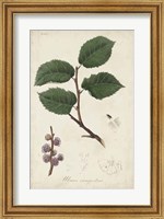 Framed Medicinal Botany III