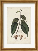 Framed Medicinal Botany IV