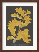 Framed Trees & Leaves IV