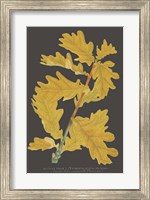Framed Trees & Leaves IV