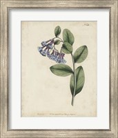 Framed Lavender Curtis Botanicals I