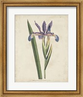 Framed Lavender Curtis Botanicals III