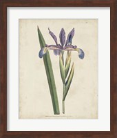 Framed Lavender Curtis Botanicals III