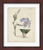 Framed Lavender Curtis Botanicals IV