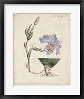 Framed Lavender Curtis Botanicals IV
