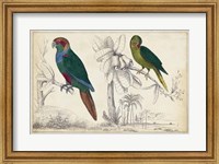 Framed Parrot Pair I